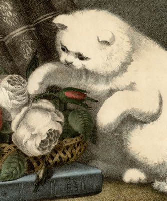 Parrot and Cat