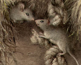 Plumb Mice