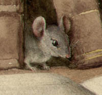Mice on Library Books