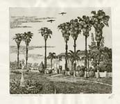 Washingtonian Palms