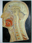 Head Cross Section Medical Model
