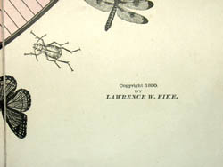 Detail