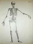 Atlas of Human Anatomy