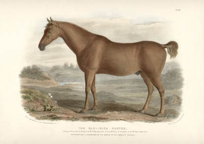 Low's Horses