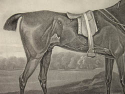 Sartorius Hambletonian
