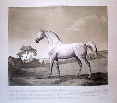 Mambrino 1768