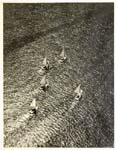 Regatta
