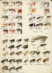 Liedl Studies