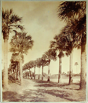 The Great Palmetto Avenue - Fort George Island, Florida