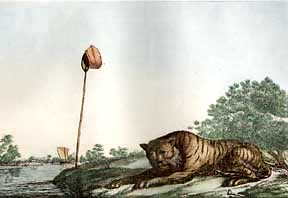Solyvns Tiger